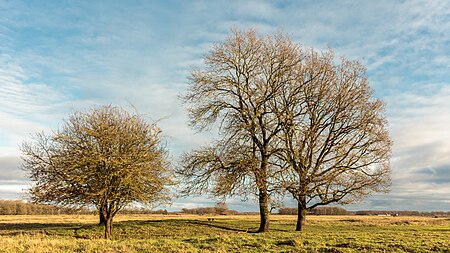 ไฟล์:Delleboersterheide, natuurgebied van het It Fryske Gea. (d.j.b) 13.jpg