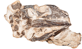 Interpretive diagrams and fossils of a skull of the Permian primitive reptile Delorhynchus Delorhynchus cifellii cropped.png
