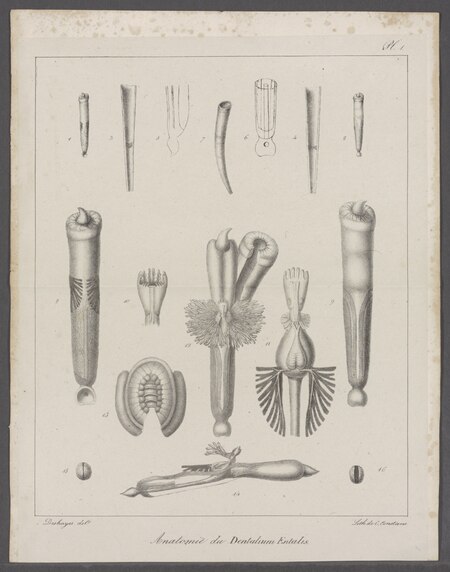 Fail:Dentalium entalis - - Print - Iconographia Zoologica - Special Collections University of Amsterdam - UBAINV0274 081 10 0045A.tif