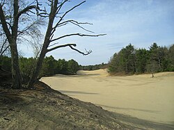 Photograph of sandy desert flanked by trees