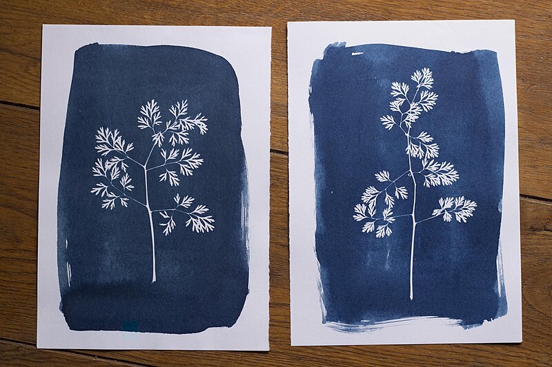 File:Deux cyanotypes sur papier.jpg