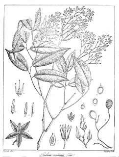 <i>Dialium ovoideum</i>