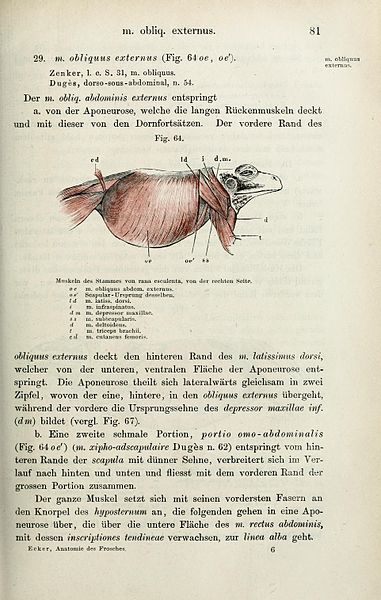 File:Die Anatomie des Frosches (Page 81) BHL33481552.jpg