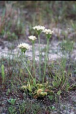 Vignette pour Dionaea muscipula