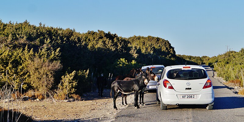 File:Dipkarpaz Karpaz Milli Parkı Esek 02.jpg