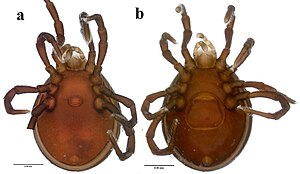 아래에서 본 Diplothyrus lecorrei (Neothyridae과) 수컷 (왼쪽)과 암컷 (오른쪽)