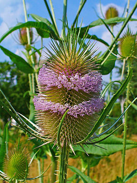 Dipsacus fullonum