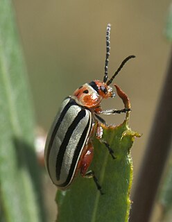 <i>Disonycha alternata</i> species of insect