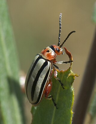 <i>Disonycha</i> Genus of beetles