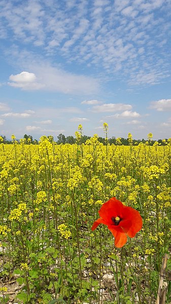 File:Distinguiti dagli altri e sarai qualcuno, anche nelle Grave di Ciano.jpg