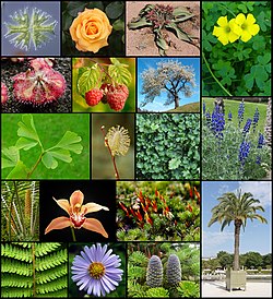 Diversity of plants image version 6.jpg
