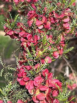 Dodonaea subglandulifera 02.jpg