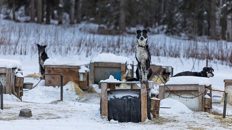 File:Dog, Alaska 2018 041-0.jpg