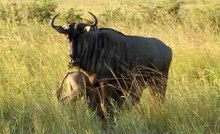 Arquivo: Drink From Mom Wildebeest.ogv