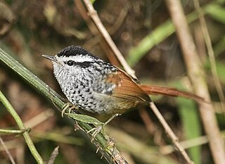 Rufous-tailed antbird species of bird