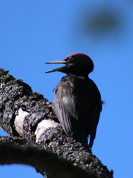 File:Dryocopus Martius Haukipudas 20120610 01.JPG