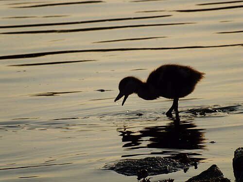 duck and drops