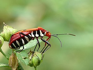 Dysdercus cingulatus (Red Cotton Bug)