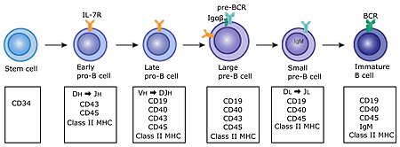 Fail:Early_B_cell_development.jpg