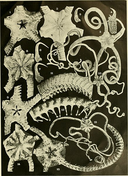 File:Echinodermata Ophiuroidea (1922) (20515084114).jpg