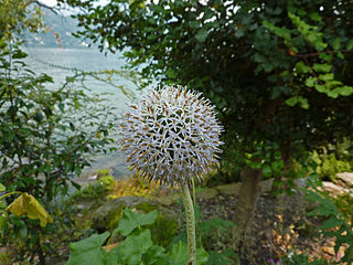 <i>Echinops exaltatus</i> Species of flowering plant