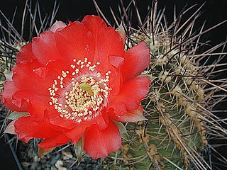 <i>Echinopsis haematantha</i> Species of cactus