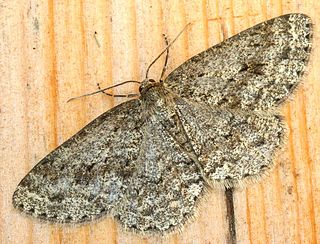 Engrailed (moth) Species of moth