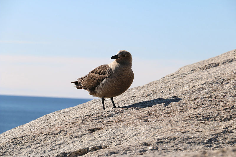 File:Ein Skua, eine große Raubmöwe beobachtet das experimentelle Treiben der DLR-Wissenschaftler (24324110844).jpg