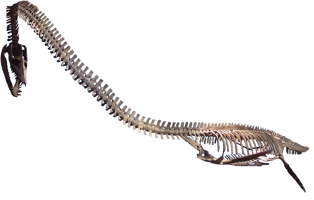 Elasmosaurus