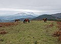 * Nomination Landscape of the Elgea mountain range, free-roaming mountain horses. Álava, Basque Country, Spain --Basotxerri 09:37, 18 December 2016 (UTC) * Promotion Good quality. --Ermell 10:01, 18 December 2016 (UTC)