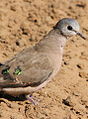 Emerald-spotted Wood Dove, Turtur chalcospilos at uMkhuze Game Reserve, kwaZulu-Natal, South Africa (15416037056).jpg