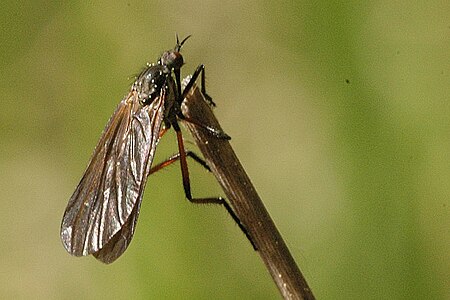 Tập_tin:Empis.borealis.jpg