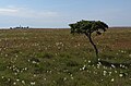 Juniperus Communis