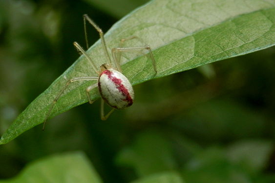 Enoplognatha ovata