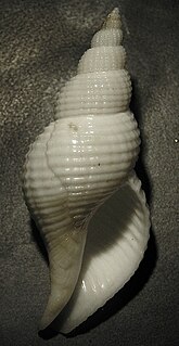 <i>Calagrassor poppei</i> Species of sea snail