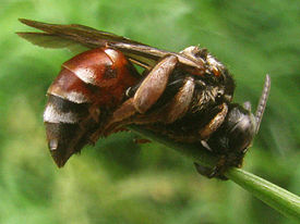 Epeoloides coecutiens