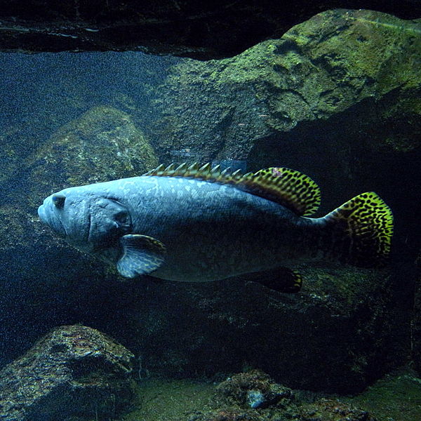 File:Epinephelus lanceolatus by OpenCage.jpg