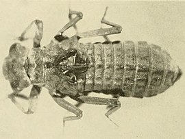 Нимфа Epiophlebia laidlawi