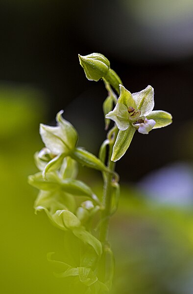 File:Epipactis zaupolensis.jpg