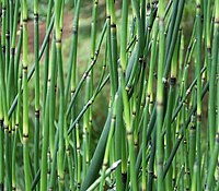 Equisetum Giganteum