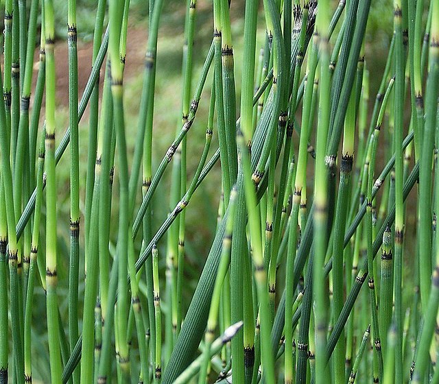 Ortiga - Herboterapia - Limpiaplata ~ Yerba de la plata ~ Equisetum  bogotense . . Esta es una planta de una familia botánica muy antigua, de  estructura simple y de uso medicinal