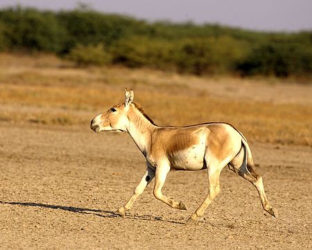 Кулан животное. Дикий осел Кулан. Equus hemionus. Степной Кулан. Животные пустыни Кулан.