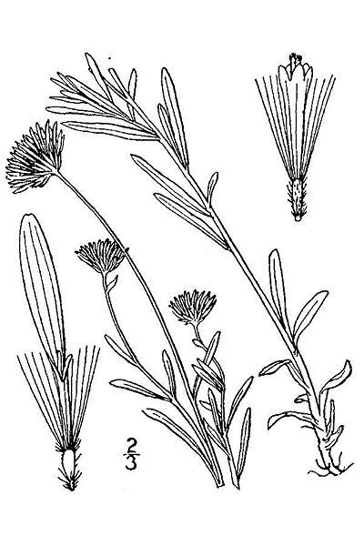 File:Erigeron-hyssopifolius01.jpg