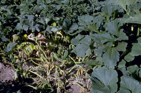 Illustrasjonsbilde av artikkelen Bacterial wilt of cucurbits