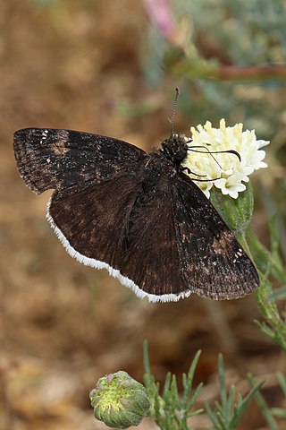 <i>Erynnis funeralis</i> Species of butterfly