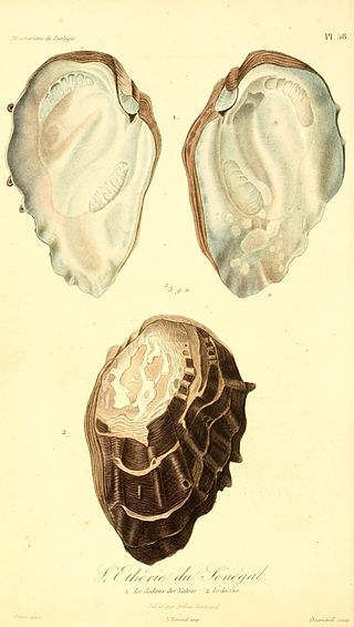 <i>Etheria elliptica</i> Species of bivalve