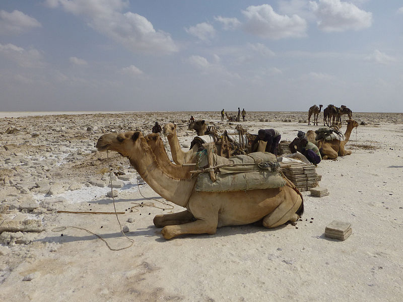 File:Ethiopie-Exploitation du sel au lac Karoum (11).jpg