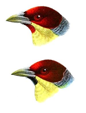 Golden breasted bearded male heads (drawing by John Gerrard Keulemans).  (Above the nominate form E. r. Richardsoni, below the subspecies E. r. Granadensis from southern Colombia and northern Peru, which is often not regarded as independent. These birds are then also assigned to the nominate form.)