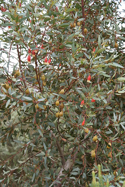 File:Eucalyptus forrestiana In My Front Garden (5417736892).jpg