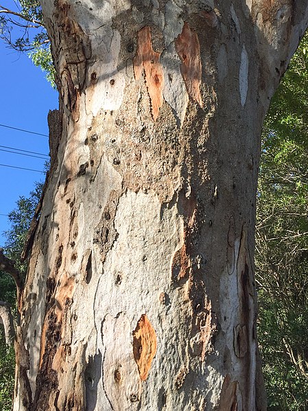 File:Eucalyptus punctata - trunk bark.jpg